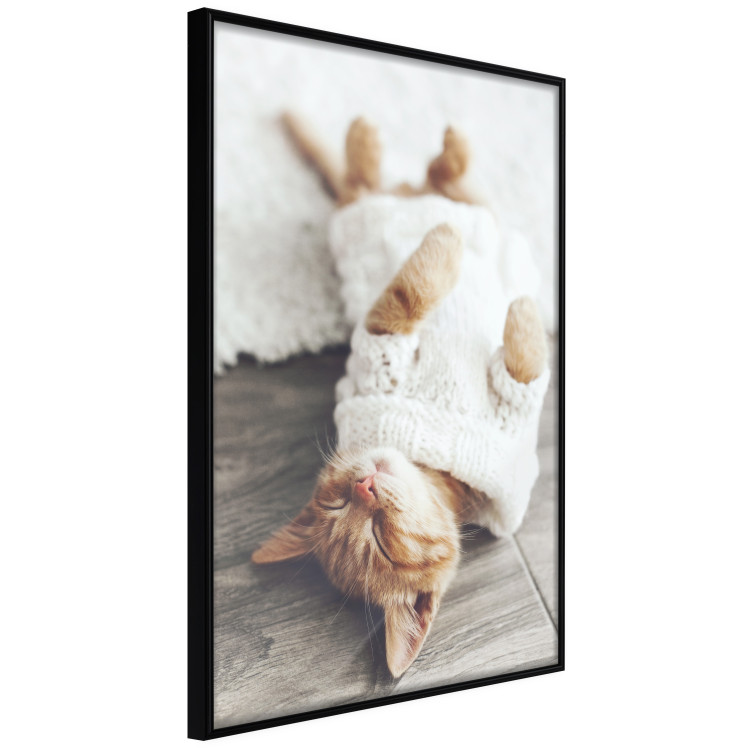 Poster Lazy Cat - brown animal in a white sweater on a wooden floor 124455 additionalImage 10