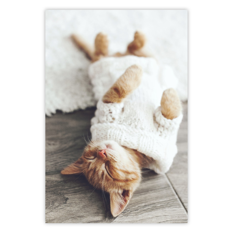 Poster Lazy Cat - brown animal in a white sweater on a wooden floor 124455