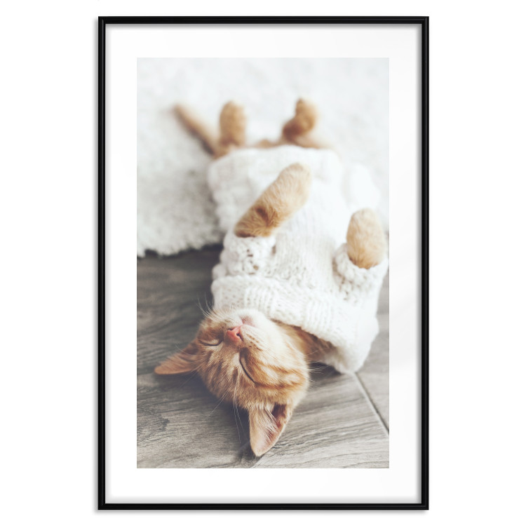 Poster Lazy Cat - brown animal in a white sweater on a wooden floor 124455 additionalImage 15