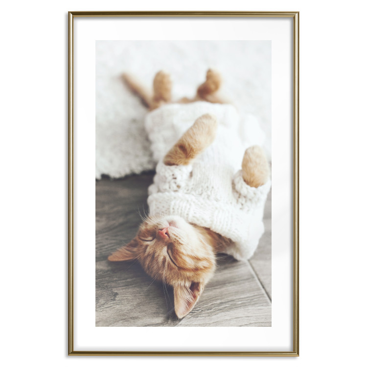 Poster Lazy Cat - brown animal in a white sweater on a wooden floor 124455 additionalImage 14
