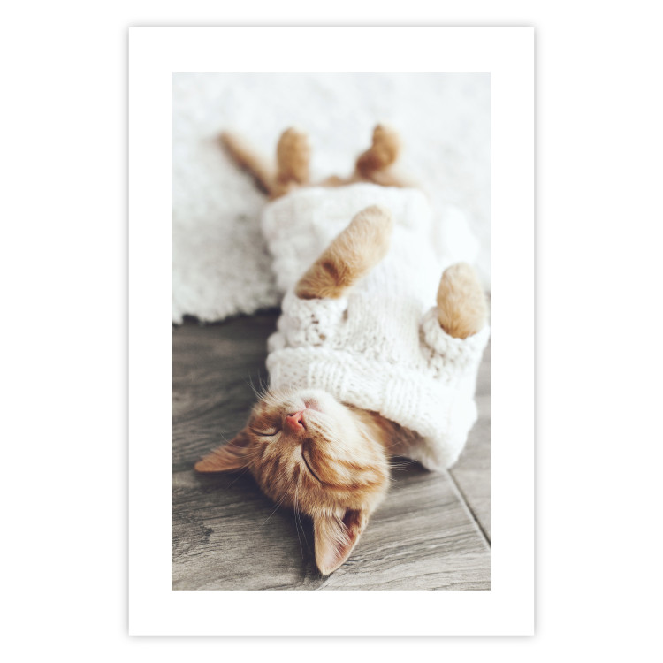 Poster Lazy Cat - brown animal in a white sweater on a wooden floor 124455 additionalImage 19