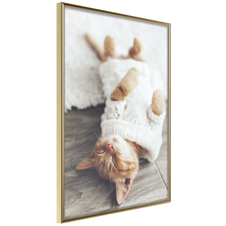 Poster Lazy Cat - brown animal in a white sweater on a wooden floor 124455 additionalImage 12