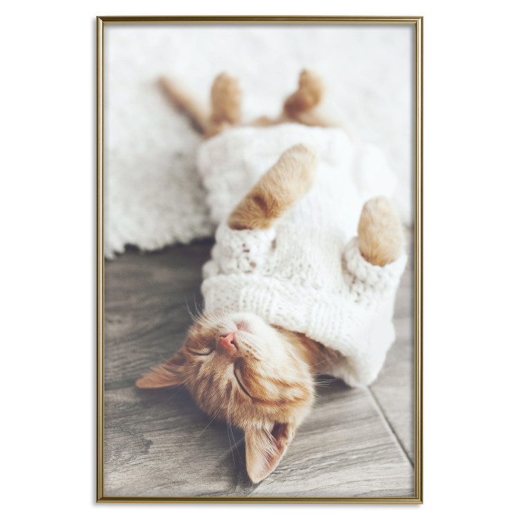 Poster Lazy Cat - brown animal in a white sweater on a wooden floor 124455 additionalImage 16