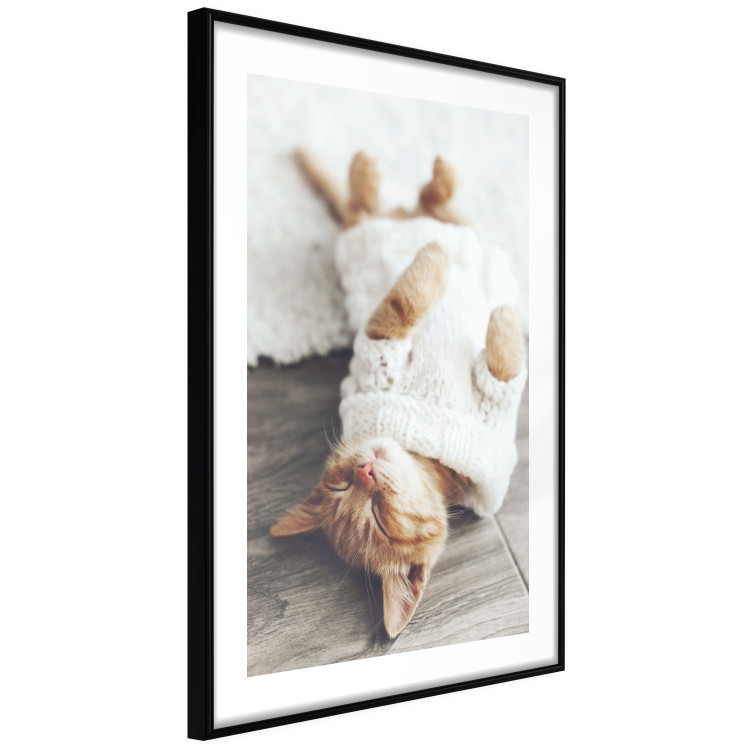 Poster Lazy Cat - brown animal in a white sweater on a wooden floor 124455 additionalImage 11