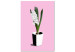 Canvas Art Print White hyacinth in black and white pot - composition on pink background 127255