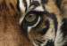 Canvas Art Print A wild tiger 58755 additionalThumb 5