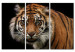 Canvas Art Print A wild tiger 58755
