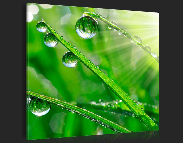 Acrylic print Dew on the Grass [Glass] 92855 additionalImage 6