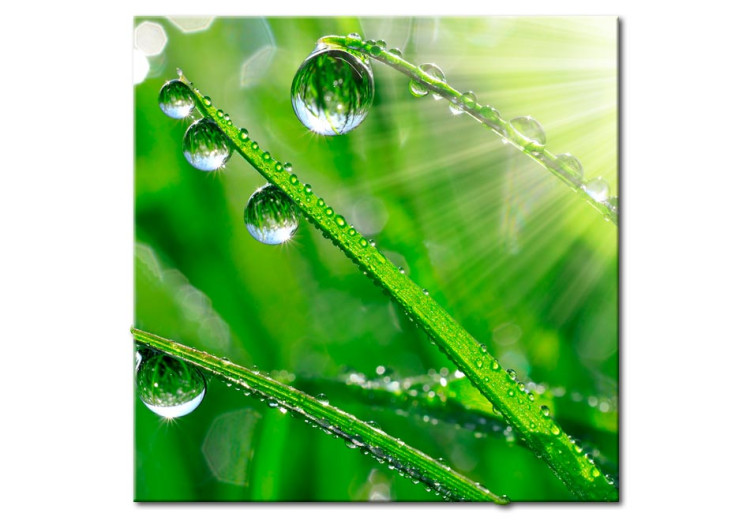 Acrylic print Dew on the Grass [Glass] 92855 additionalImage 2