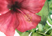 Canvas Print Red Hibiscus (3 Parts) 108565 additionalThumb 5