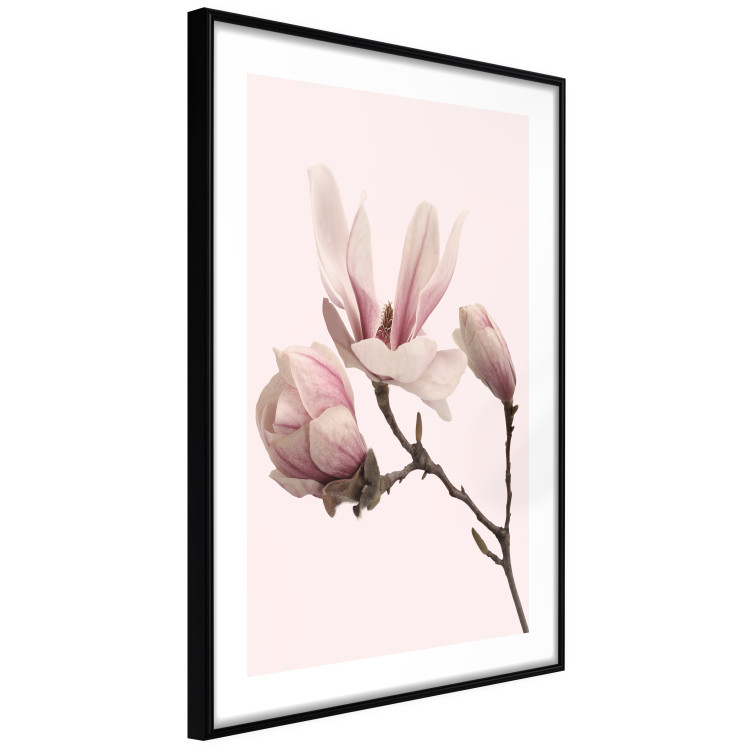 Wall Poster Blooming Flowers - delicate pink magnolias on a branch and pastel background 117165 additionalImage 13