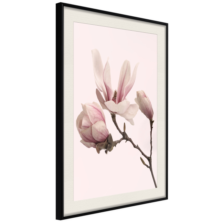 Wall Poster Blooming Flowers - delicate pink magnolias on a branch and pastel background 117165 additionalImage 3