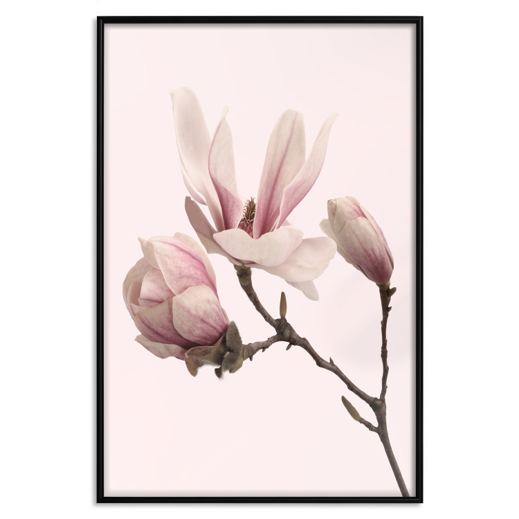 Wall Poster Blooming Flowers - delicate pink magnolias on a branch and pastel background 117165 additionalImage 18