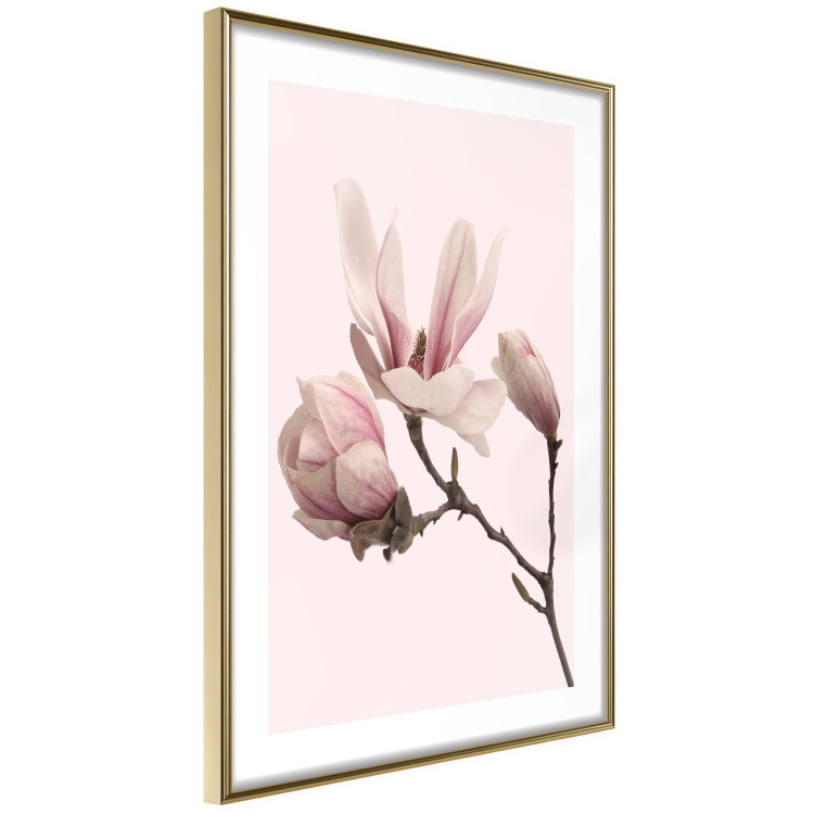 Wall Poster Blooming Flowers - delicate pink magnolias on a branch and pastel background 117165 additionalImage 6
