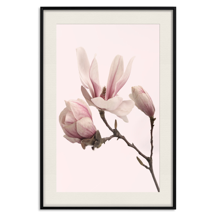 Wall Poster Blooming Flowers - delicate pink magnolias on a branch and pastel background 117165 additionalImage 18