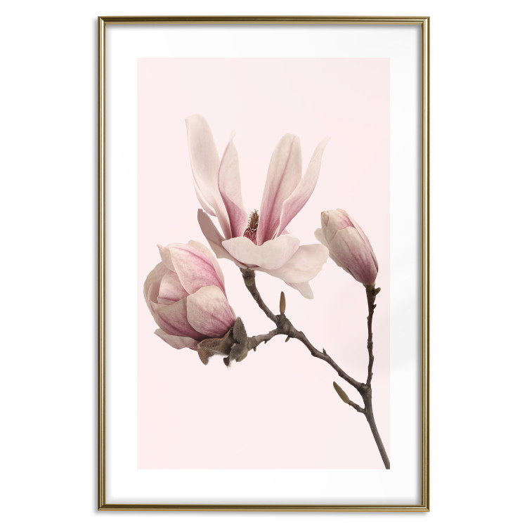 Wall Poster Blooming Flowers - delicate pink magnolias on a branch and pastel background 117165 additionalImage 16