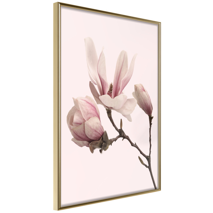 Wall Poster Blooming Flowers - delicate pink magnolias on a branch and pastel background 117165 additionalImage 14