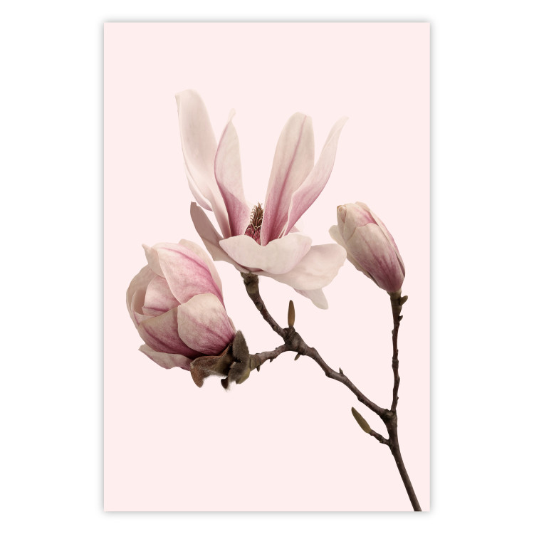 Wall Poster Blooming Flowers - delicate pink magnolias on a branch and pastel background 117165