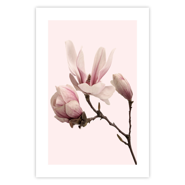 Wall Poster Blooming Flowers - delicate pink magnolias on a branch and pastel background 117165 additionalImage 25