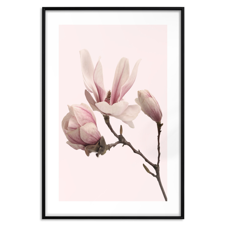 Wall Poster Blooming Flowers - delicate pink magnolias on a branch and pastel background 117165 additionalImage 17