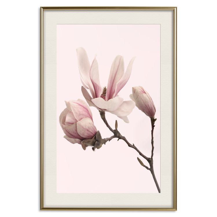 Wall Poster Blooming Flowers - delicate pink magnolias on a branch and pastel background 117165 additionalImage 19