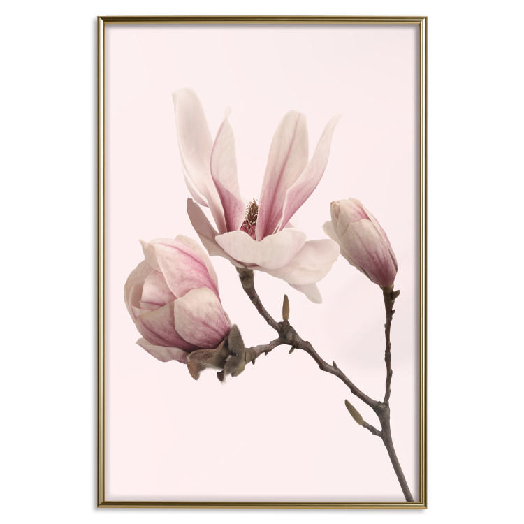 Wall Poster Blooming Flowers - delicate pink magnolias on a branch and pastel background 117165 additionalImage 20