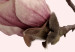 Wall Poster Blooming Flowers - delicate pink magnolias on a branch and pastel background 117165 additionalThumb 8