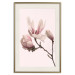 Wall Poster Blooming Flowers - delicate pink magnolias on a branch and pastel background 117165 additionalThumb 19