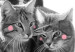 Poster Fluffy Love - gray cats and English text on a white background 125265 additionalThumb 9