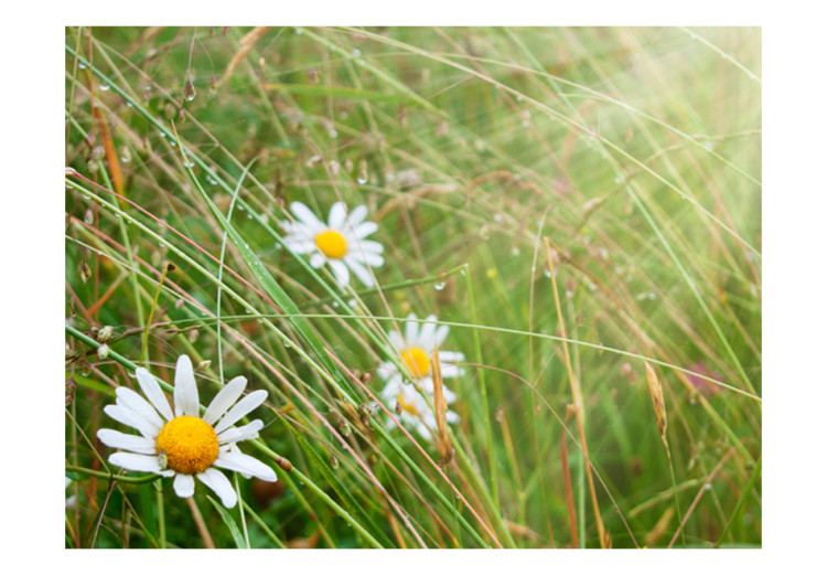 Photo Wallpaper Grass and Daisy - Meadow with a Close-up of Plants with Water Droplets 60465 additionalImage 1