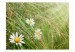 Photo Wallpaper Grass and Daisy - Meadow with a Close-up of Plants with Water Droplets 60465 additionalThumb 1