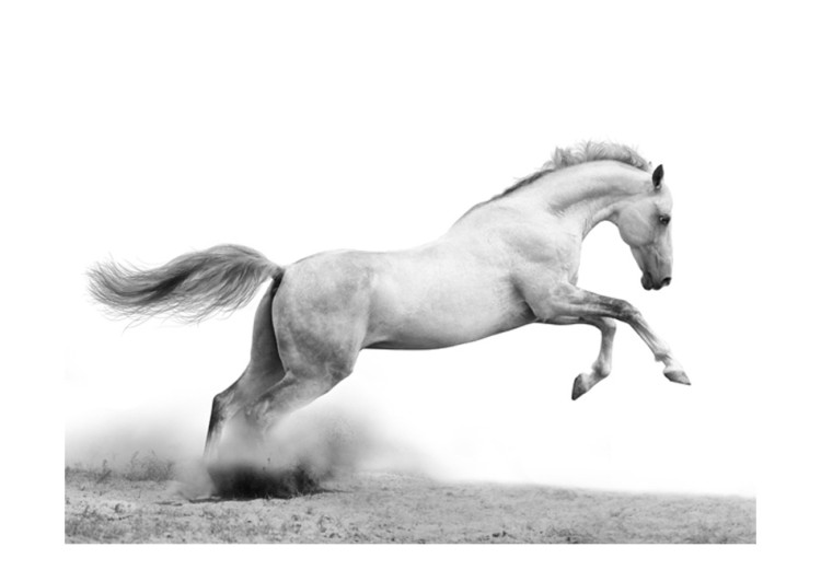 Wall Mural White gallop 60965 additionalImage 1