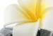 Canvas Water Flowers - White Lilies with Decorative Stones on White Background 98165 additionalThumb 4