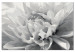 Paint by number Black & White Flower 107175 additionalThumb 5