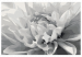 Paint by number Black & White Flower 107175 additionalThumb 6
