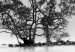 Poster Tree on an island - black and white landscape of a tranquil lake surface 114875 additionalThumb 9