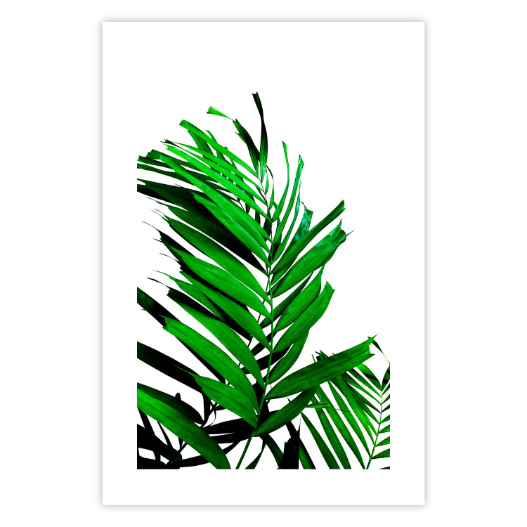 Wall Poster Juicy Leaf - green leaf of a plant on a contrasting white background 125175 additionalImage 19