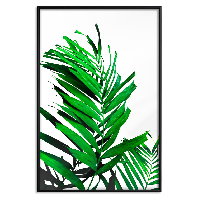 Wall Poster Juicy Leaf - green leaf of a plant on a contrasting white background 125175 additionalImage 24