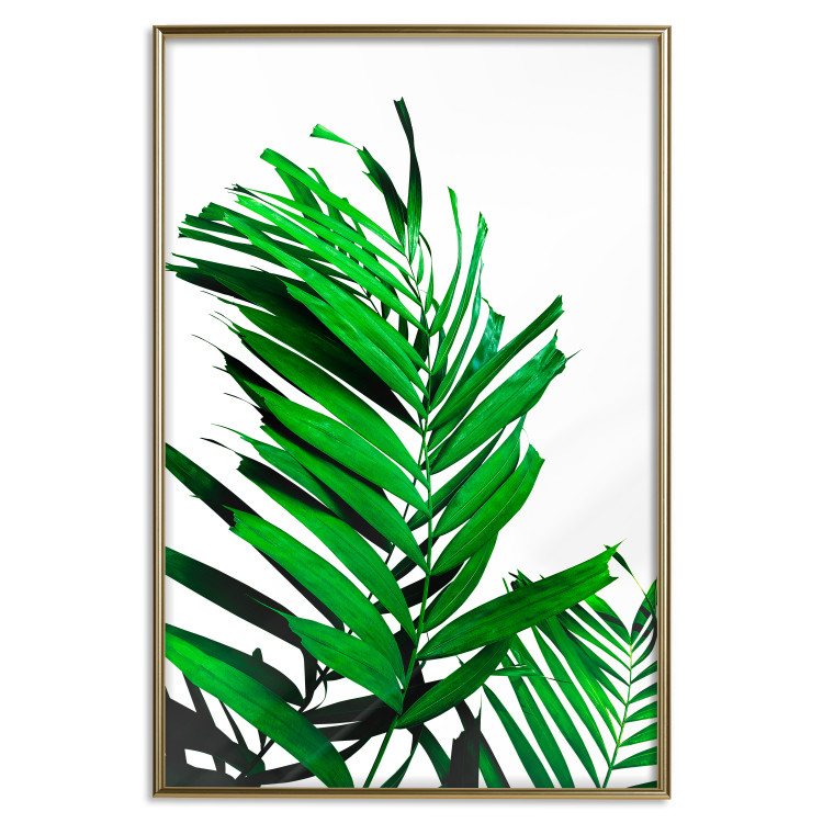 Wall Poster Juicy Leaf - green leaf of a plant on a contrasting white background 125175 additionalImage 20