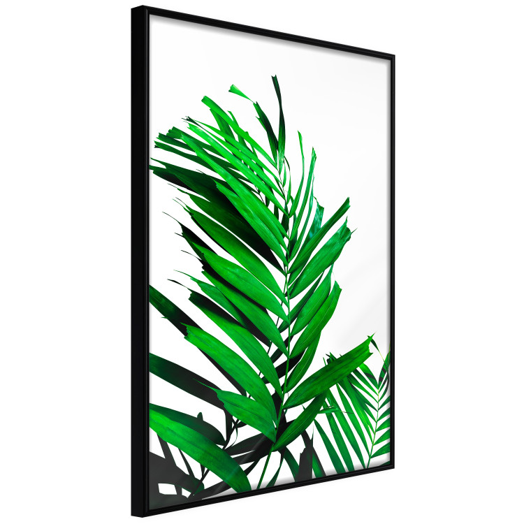 Wall Poster Juicy Leaf - green leaf of a plant on a contrasting white background 125175 additionalImage 12