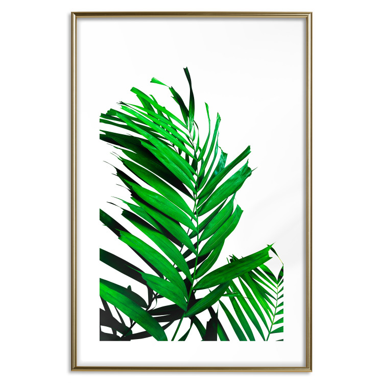 Wall Poster Juicy Leaf - green leaf of a plant on a contrasting white background 125175 additionalImage 16