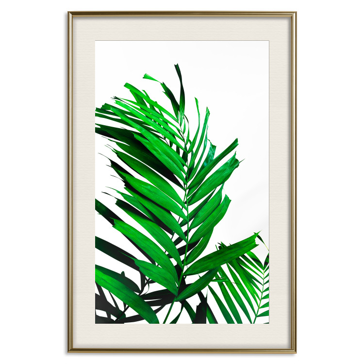 Wall Poster Juicy Leaf - green leaf of a plant on a contrasting white background 125175 additionalImage 19