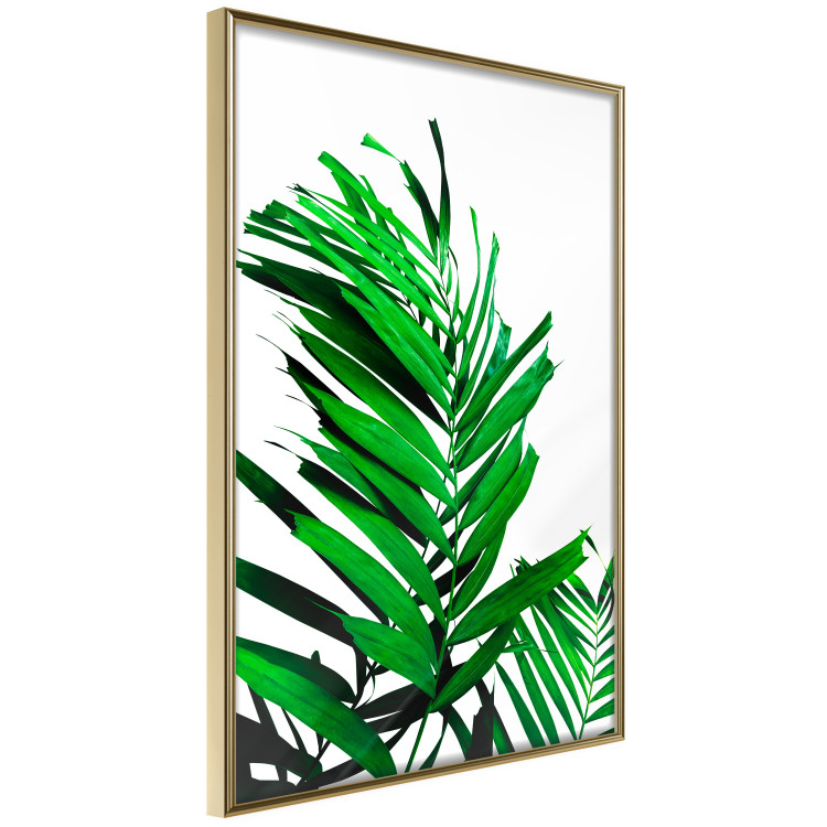 Wall Poster Juicy Leaf - green leaf of a plant on a contrasting white background 125175 additionalImage 12