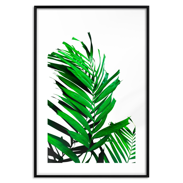 Wall Poster Juicy Leaf - green leaf of a plant on a contrasting white background 125175 additionalImage 17