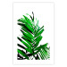 Wall Poster Juicy Leaf - green leaf of a plant on a contrasting white background 125175 additionalThumb 19