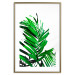 Wall Poster Juicy Leaf - green leaf of a plant on a contrasting white background 125175 additionalThumb 16