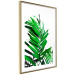 Wall Poster Juicy Leaf - green leaf of a plant on a contrasting white background 125175 additionalThumb 8