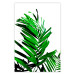 Wall Poster Juicy Leaf - green leaf of a plant on a contrasting white background 125175