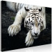 Canvas Menacing Look (1-part) wide - first variant - tiger 128775 additionalThumb 2