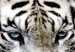 Canvas Menacing Look (1-part) wide - first variant - tiger 128775 additionalThumb 4
